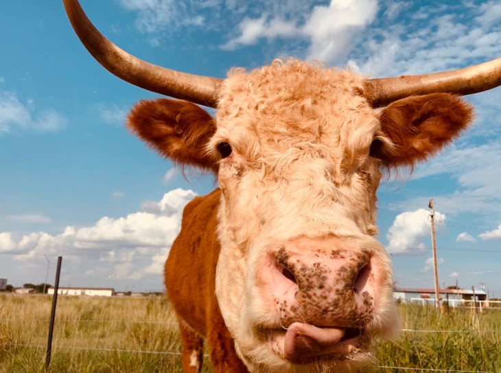 Longhorn in Abilene-area field