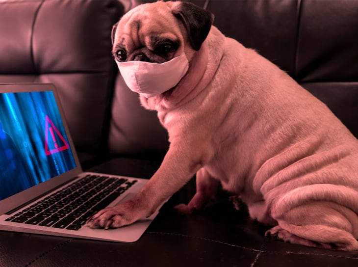 Perro en la computadora portátil