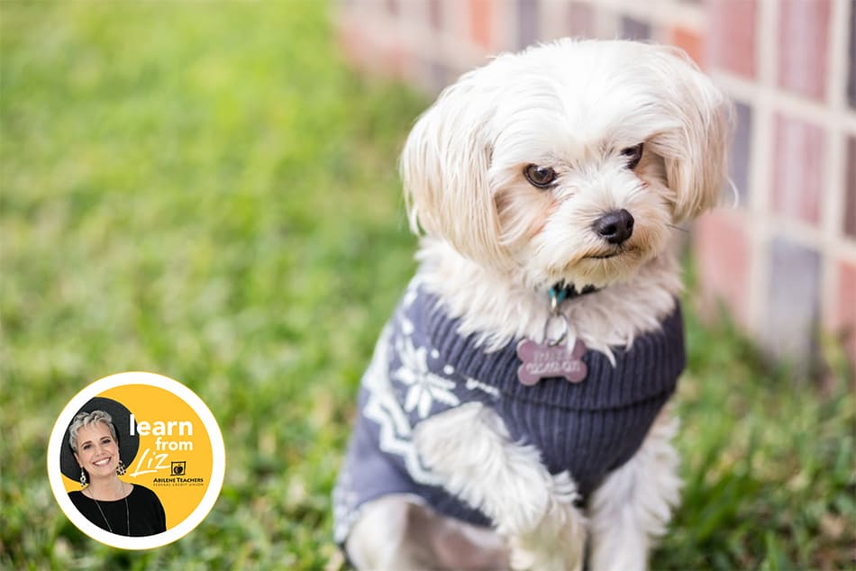 picture of yorkie puppy