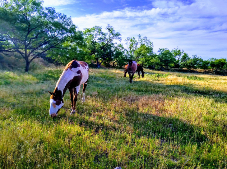 Horses grazing in Abilene area field