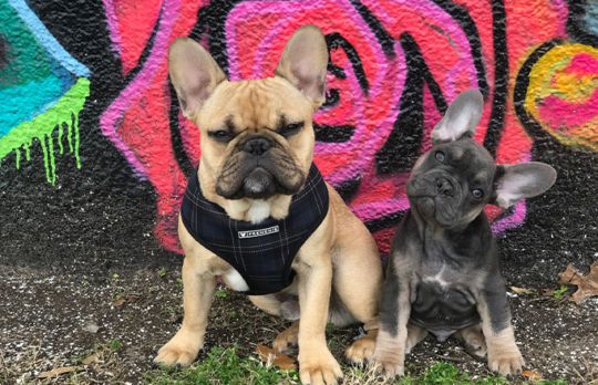 French bulldog puppies in front of wall mural