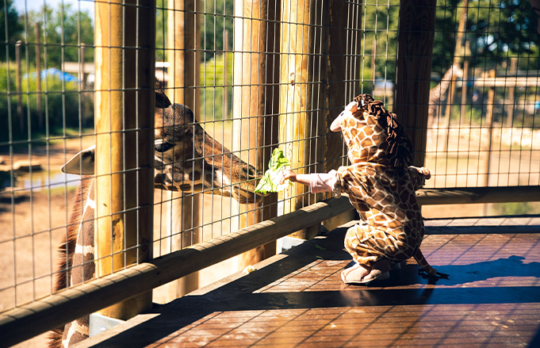 Toddler in giraffe costume feeding a giraffe at Abilene Zoo