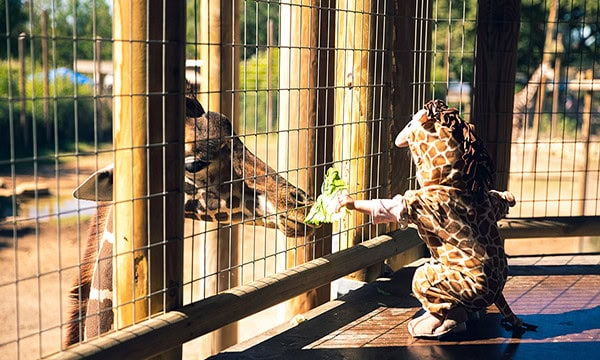 Toddler in giraffe costume feeding an actual giraffe