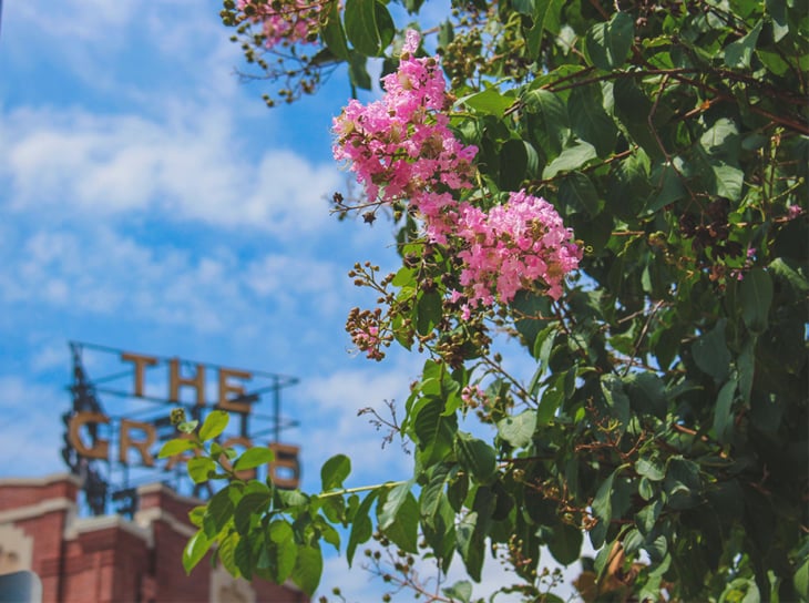 Grace Museum roof sign framed by crepe myrtle blossoms