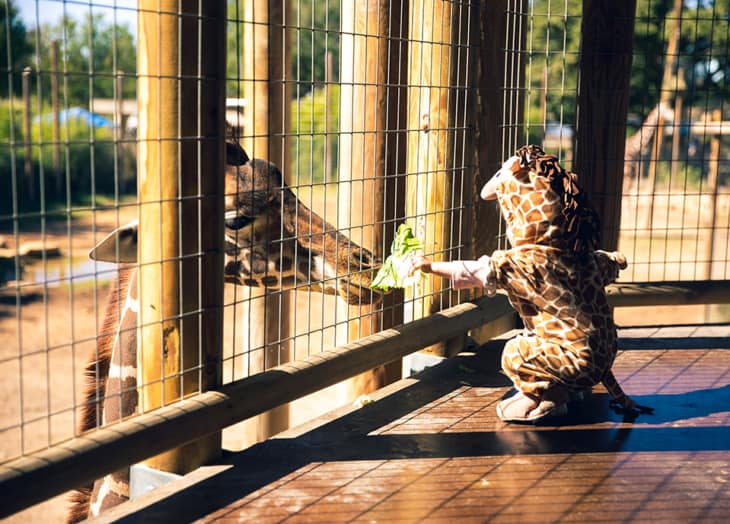 Toddler in giraffe costume feeding lettuce to a giraffe at the Abilene Zoo.