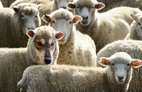Wolf in sheep's clothing hiding among a flock of sheep.