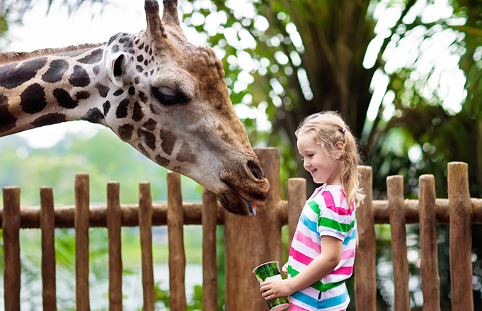 girl feeding giraffe